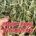 燕麦草种植基地小捆燕麦草批发青海地区甘肃地区批发西藏地区