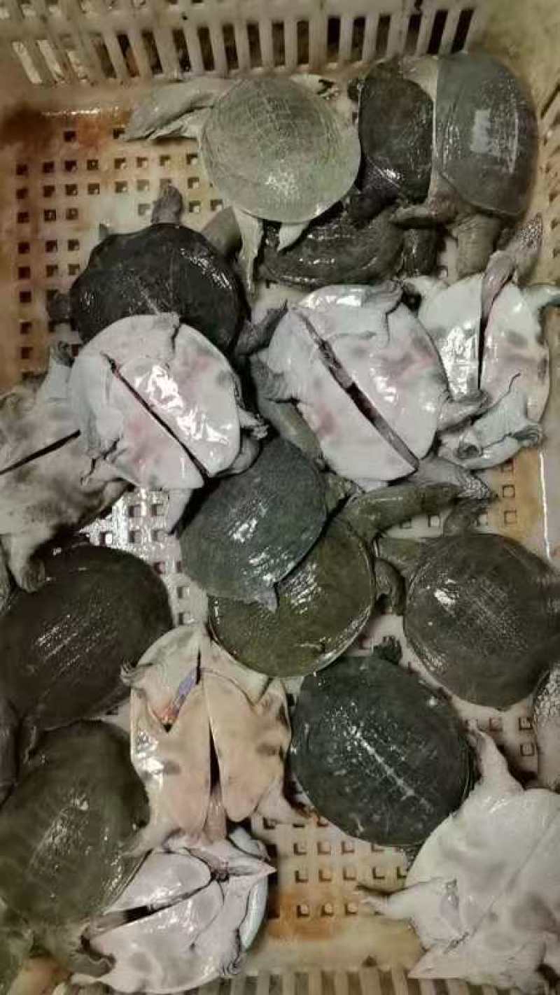 现杀外塘甲鱼去内脏去油膜，规格齐全量大从优，净重