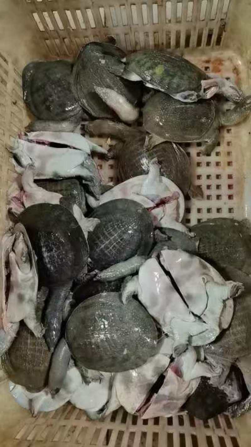 现杀外塘甲鱼去内脏去油膜，规格齐全量大从优，净重