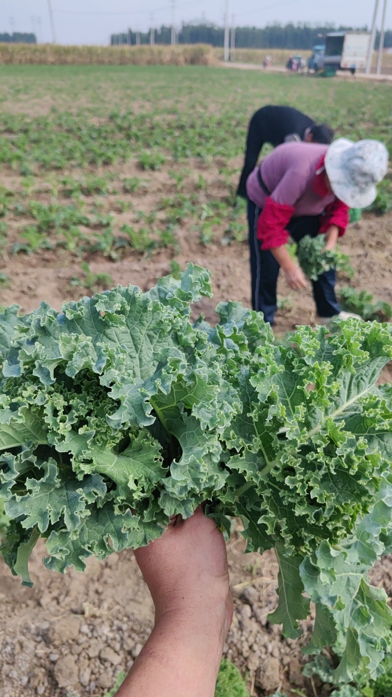 羽衣甘蓝