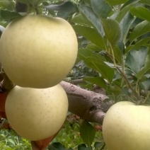 王林苹果大量供应
