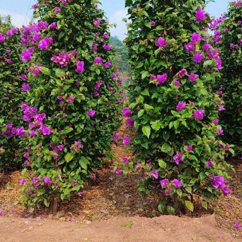 紫花三角梅柱