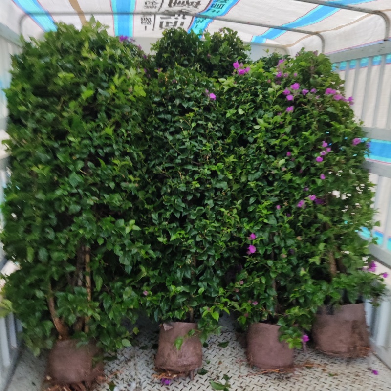 紫花三角梅柱