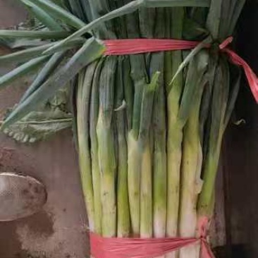 长白大葱