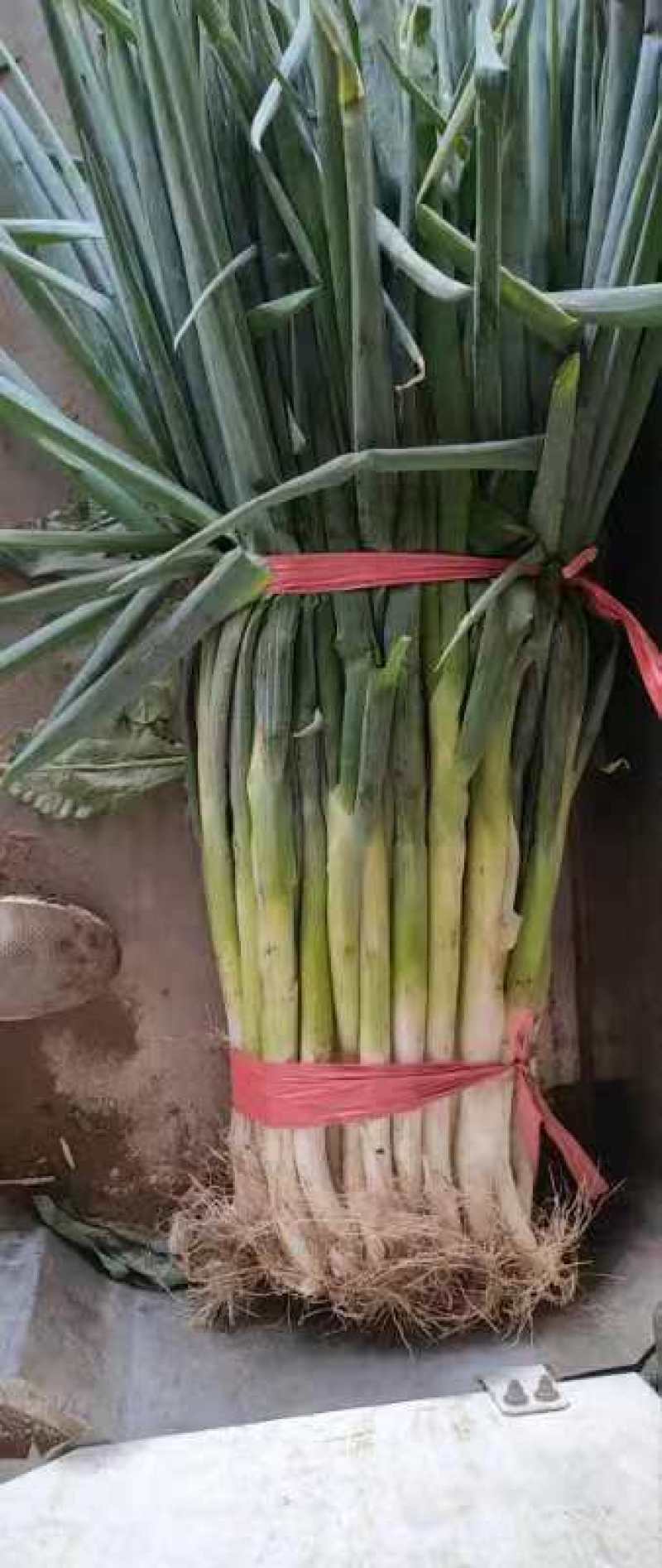 长白大葱