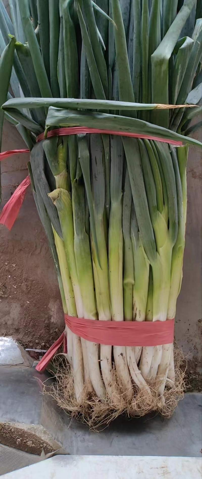 长白大葱