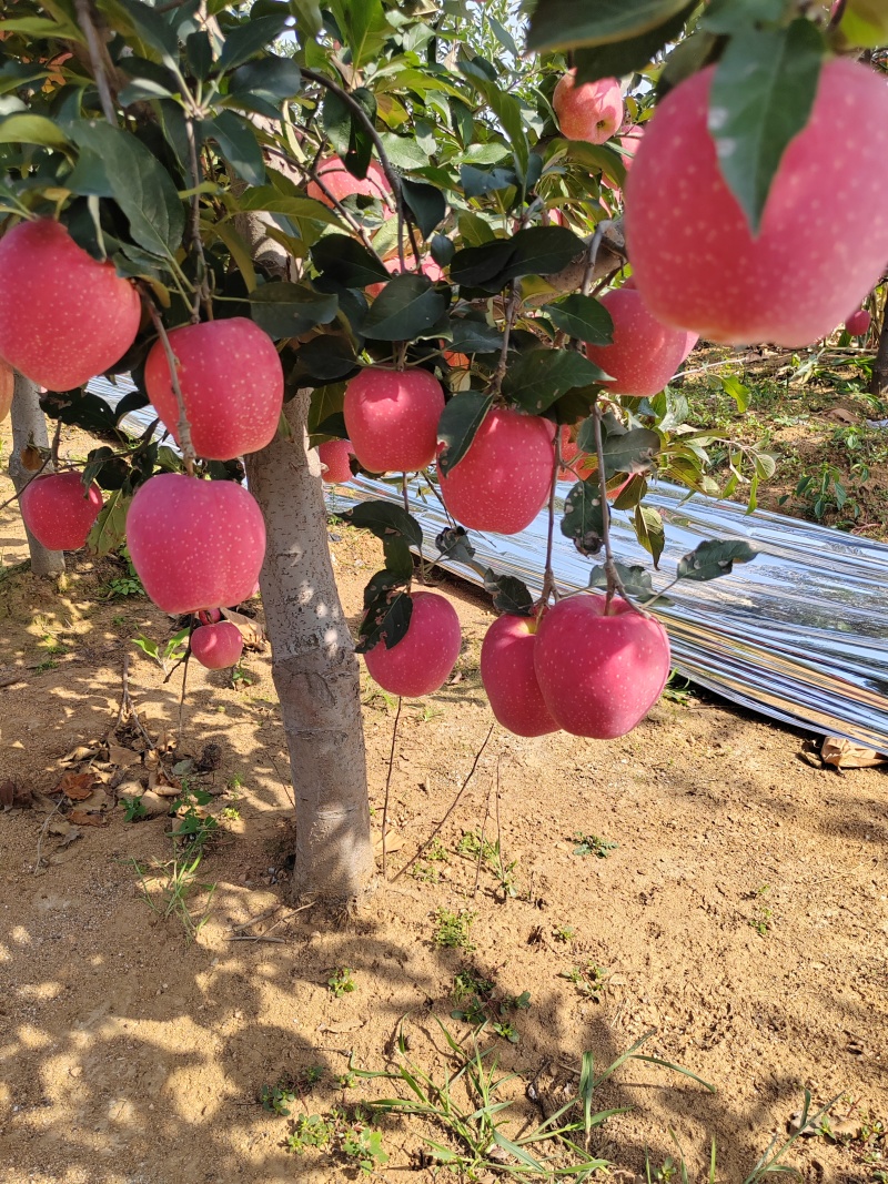 绥中中秋王苹果基地直发保质保量一条龙服务
