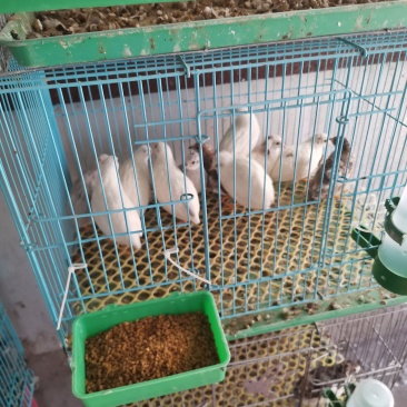 芦丁鸡