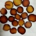 鹿茸全腊片