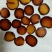 鹿茸全腊片