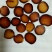 鹿茸全腊片