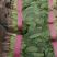【精品推荐】河南安阳大叶香菜大量上市，保质保量一手货源