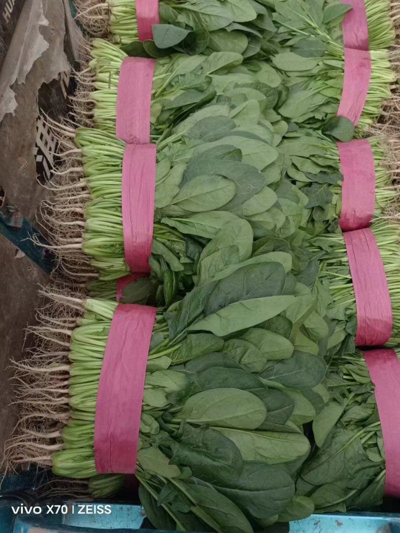 【精品推荐】河南安阳大叶香菜大量上市，保质保量一手货源