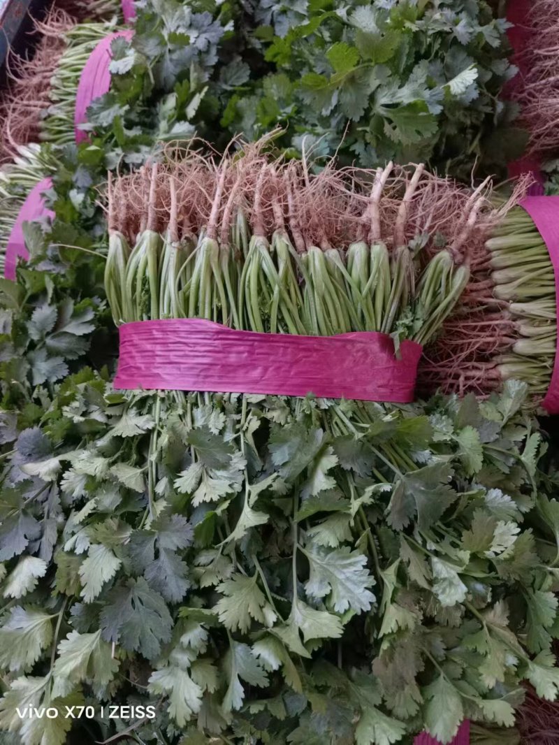 【精品推荐】河南安阳大叶香菜大量上市，保质保量一手货源