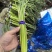 邳州红帽蒜薹直苔电商优选各大电商平台的**价格不高