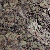 积雪草