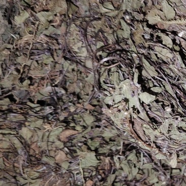 积雪草