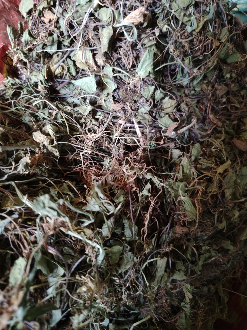 积雪草