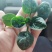 河南圆叶趴地小菠菜上市啦！！！