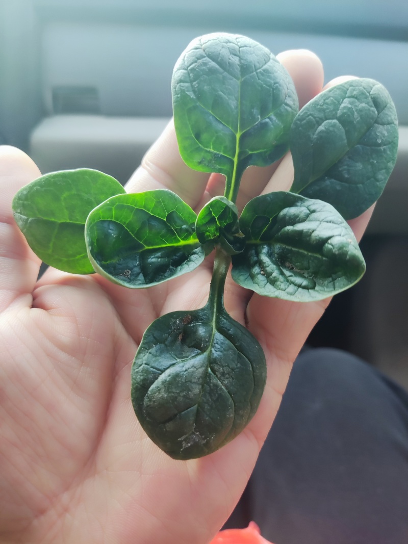 河南圆叶趴地小菠菜上市啦！！！