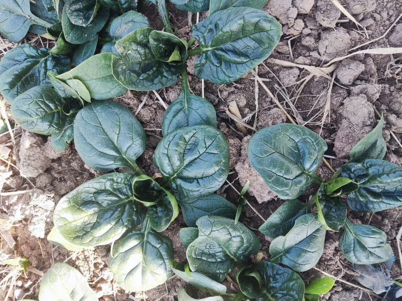 圆叶趴地小菠菜，叶片肥厚，口感好，产地直发，供货周期长