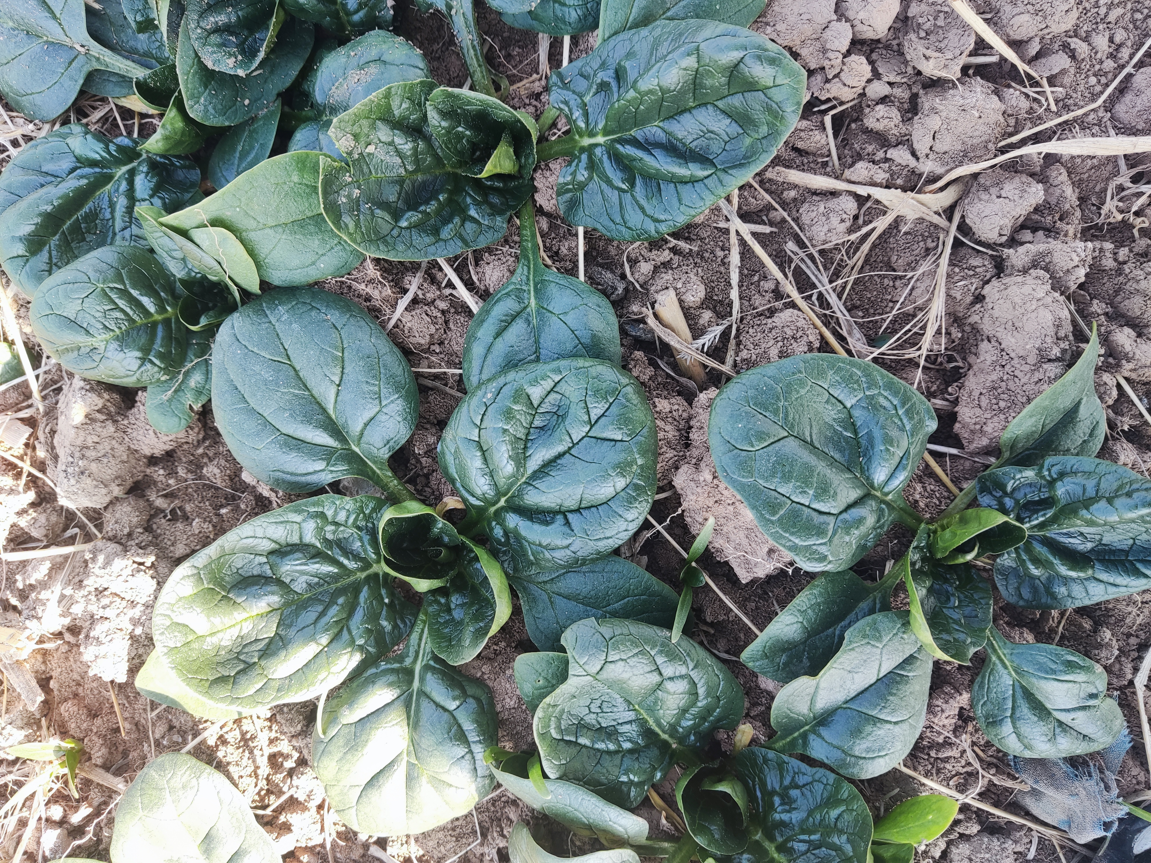 菠菜与折耳根在农田中的生长状态