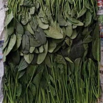 精品菠菜，高度15-----30厘米，无虫咬，无斑点，