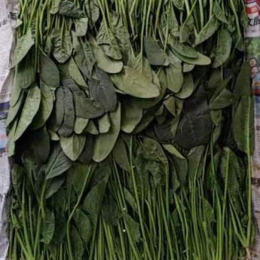 精品菠菜，高度15-----30厘米，无虫咬，无斑点，