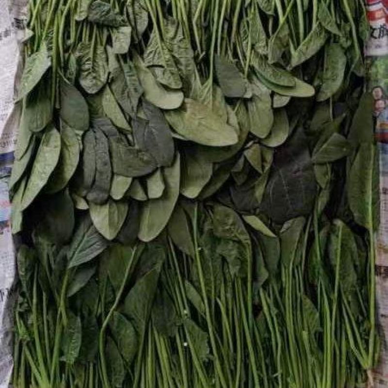 精品菠菜，高度15-----30厘米，无虫咬，无斑点，