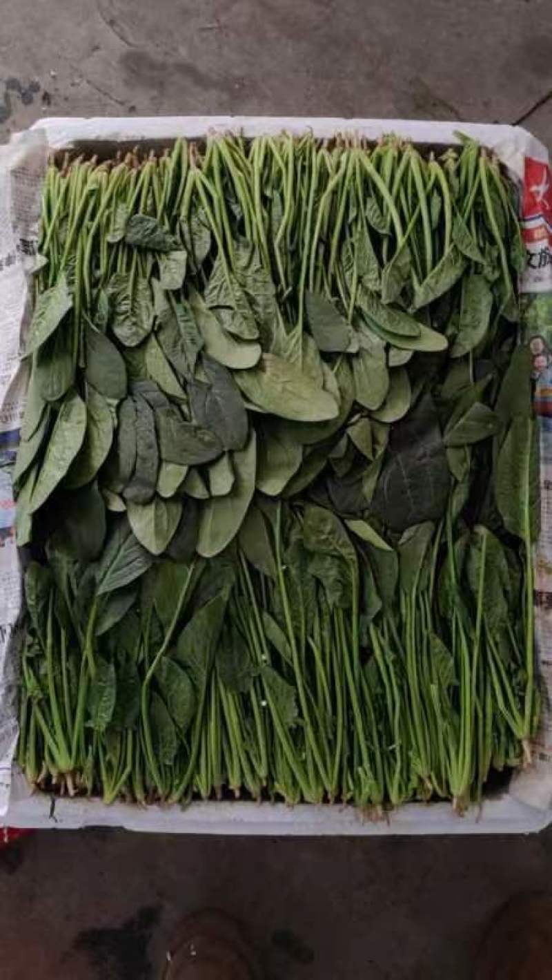 精品菠菜，高度15-----30厘米，无虫咬，无斑点，