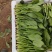精品菠菜，高度15-----30厘米，无虫咬，无斑点，