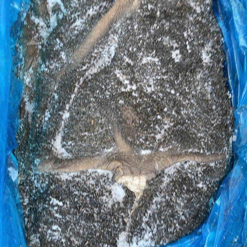 黑毛肚现货实拍质量好价格便宜一手货源