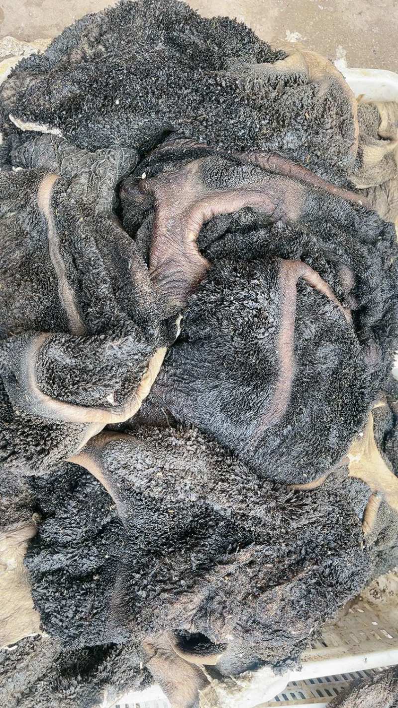 黑毛肚现货实拍质量好价格便宜一手货源
