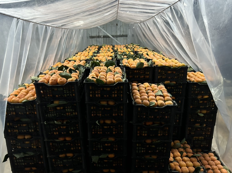 脆柿巧克力成品展示