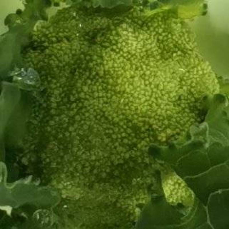 300亩西兰花10月底上市