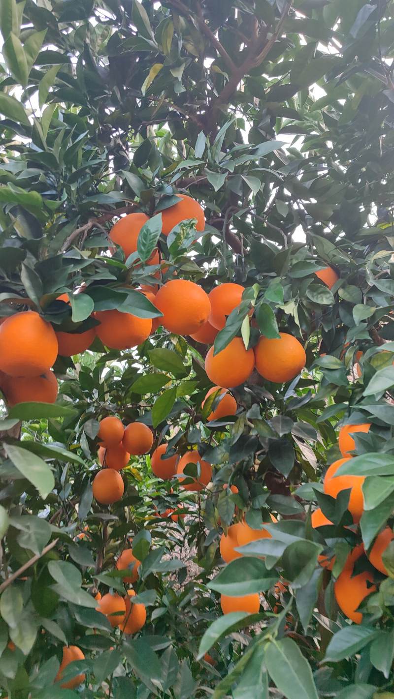 【代发全国】江西纽荷尔脐橙产地直供规格齐全欢迎来电