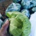 【推荐】安徽宿州精品甘兰大量供应电商市场全国
