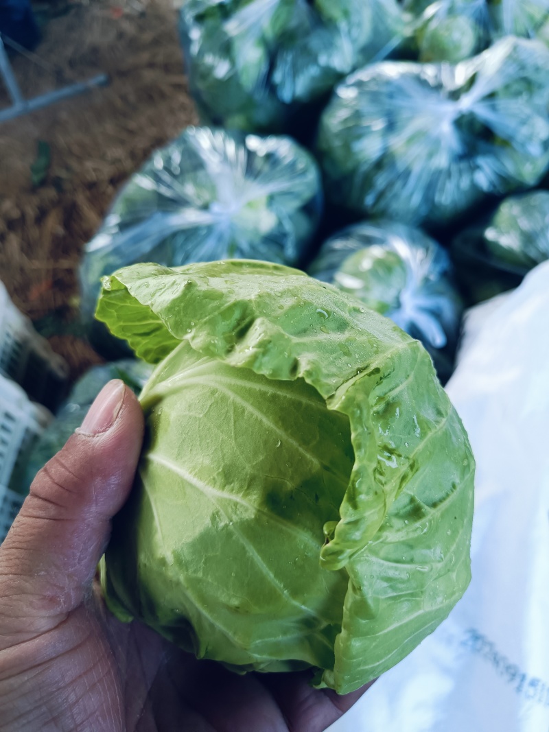 【推荐】安徽宿州精品甘兰大量供应电商市场全国