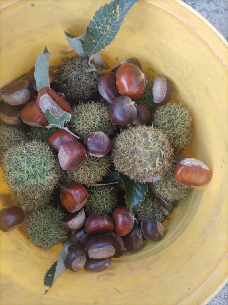 泰山板栗/糖炒板栗原料/20-22/22-24/24以上
