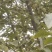 【青皮核桃】云南大理产地有货自家一手货源