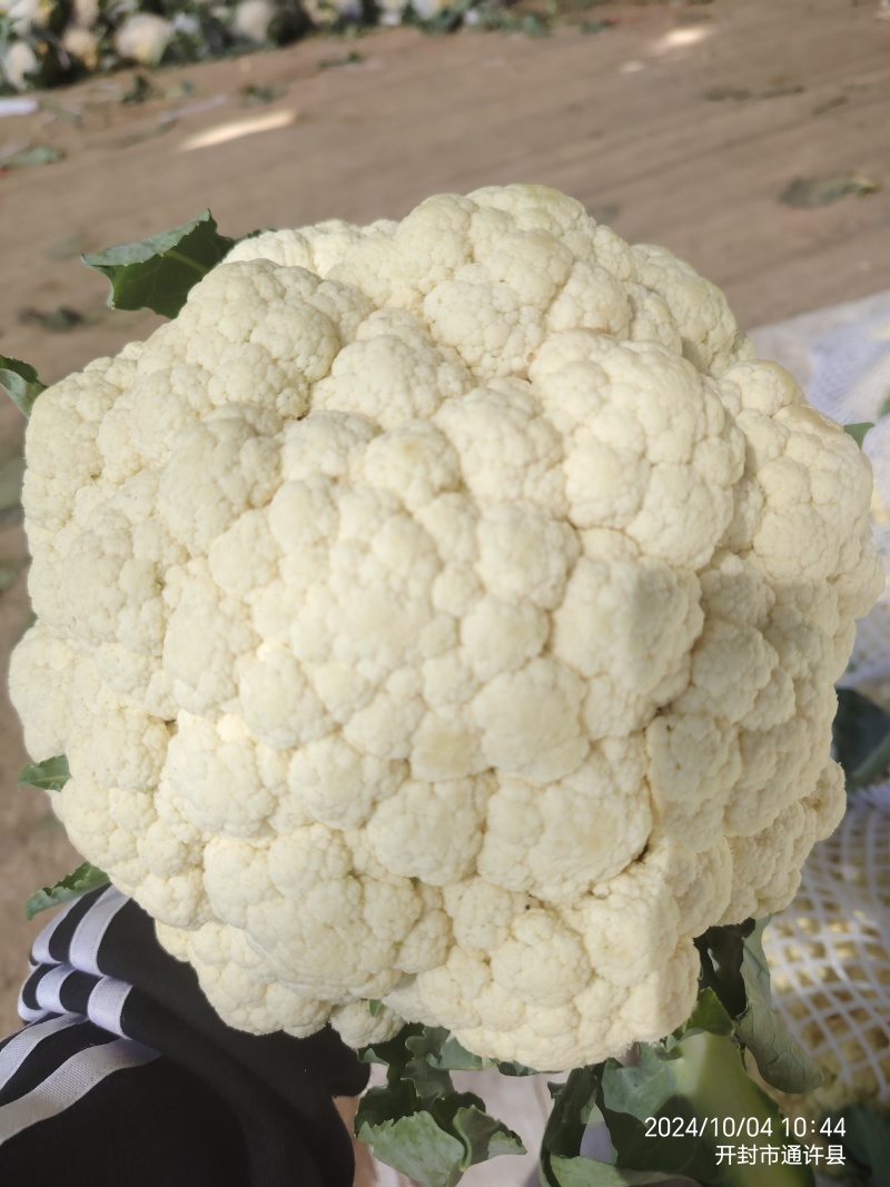 散花菜