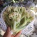 散花菜