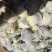 散花菜