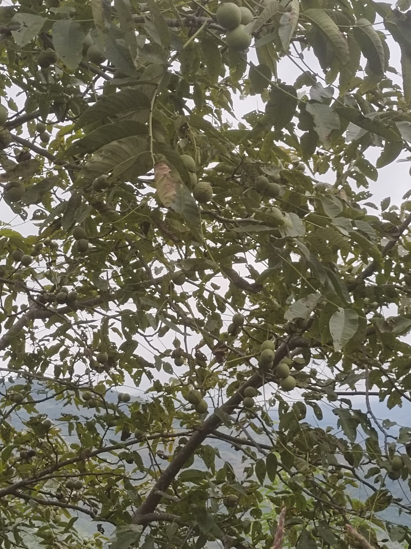 【青皮核桃】云南大理产地有货自家一手货源