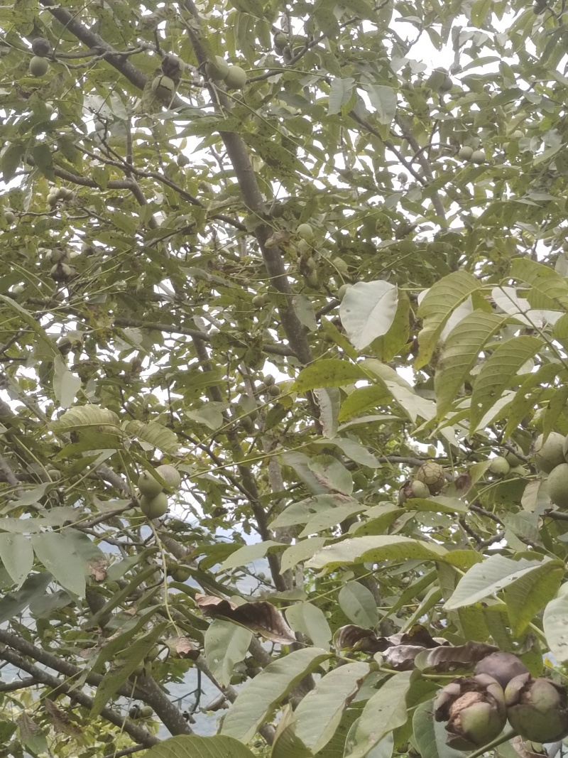 【青皮核桃】云南大理产地有货自家一手货源