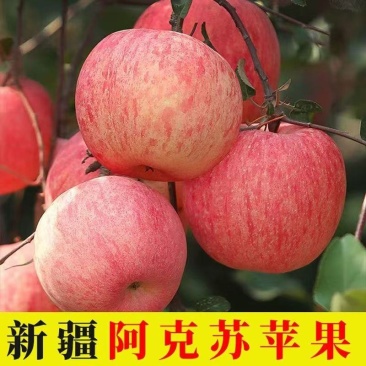 精品好货新疆阿克苏苹果冰糖心果核小品质好对接全国
