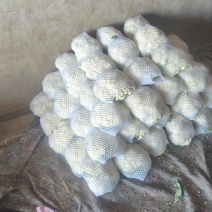 昌黎县精品有机花菜大量上市花白个小价格下滑