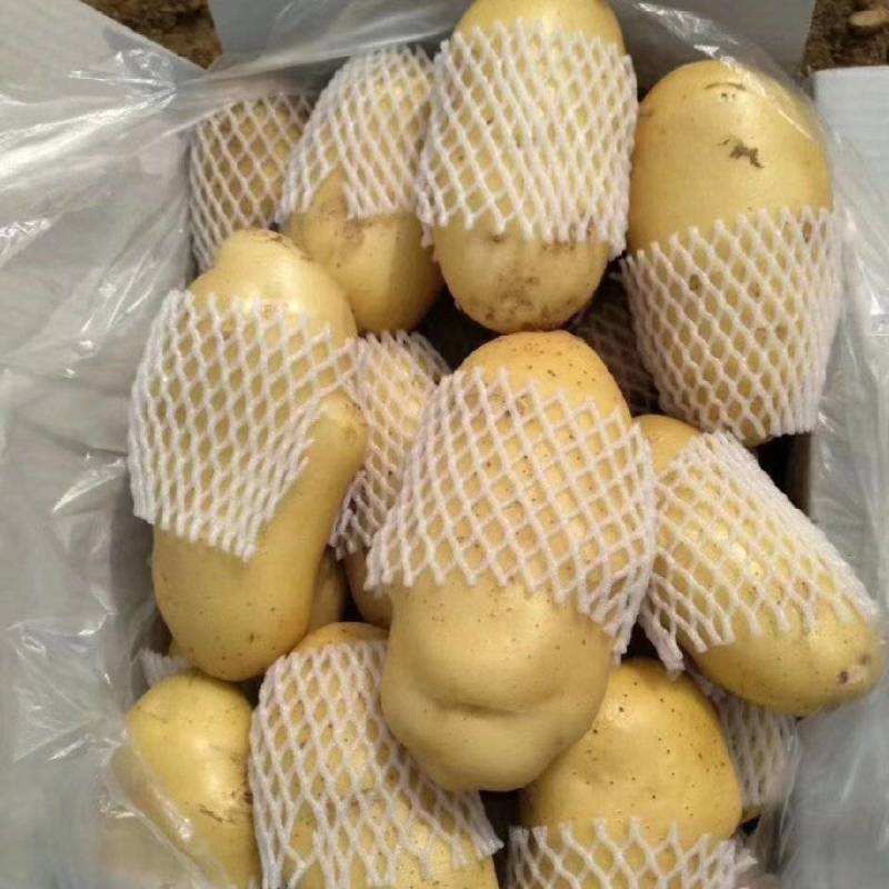 山东土豆济南土豆泰安土肥城土豆荷兰V7