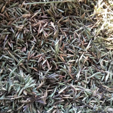 淡竹叶种子，新货发芽率很高