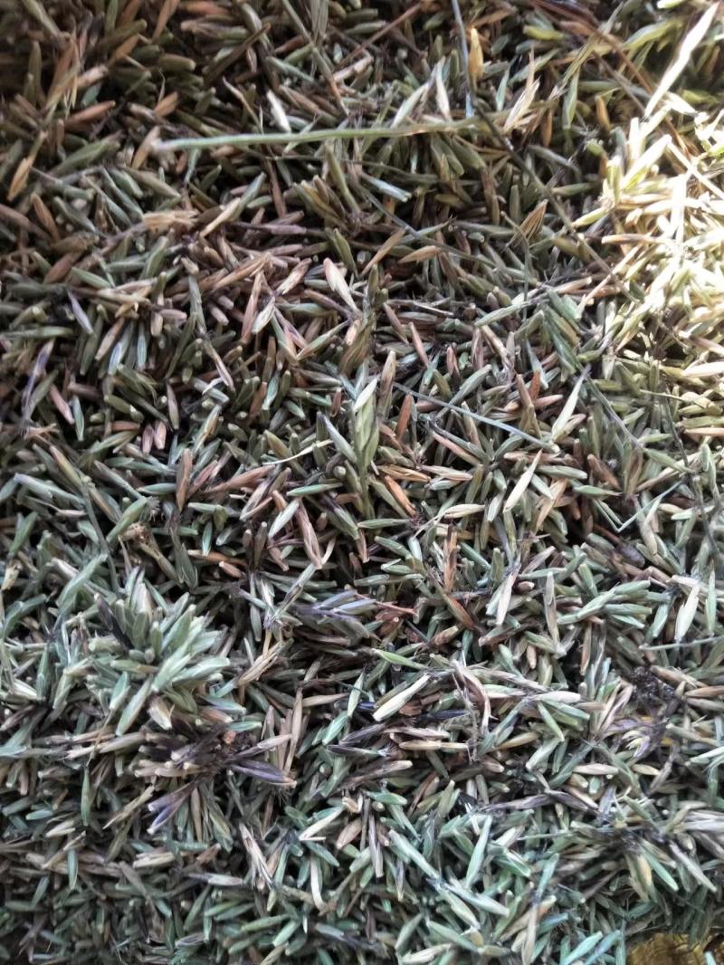 淡竹叶种子，新货发芽率很高